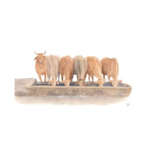 Cattle at trough