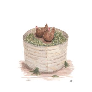 Chooks in tank